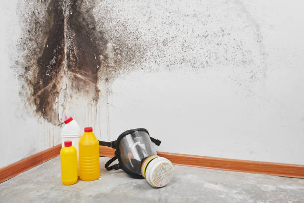 Trusted Morganville, NJ Mold Removal Experts