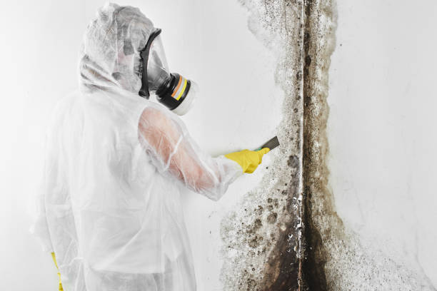 Best Mold Removal and Inspection  in Morganville, NJ