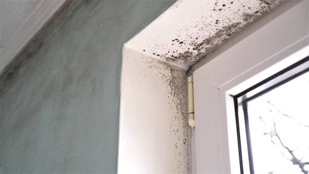 Mold Testing and Removal in Morganville, NJ