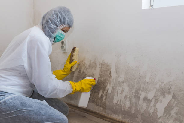 Home Mold Removal in Morganville, NJ