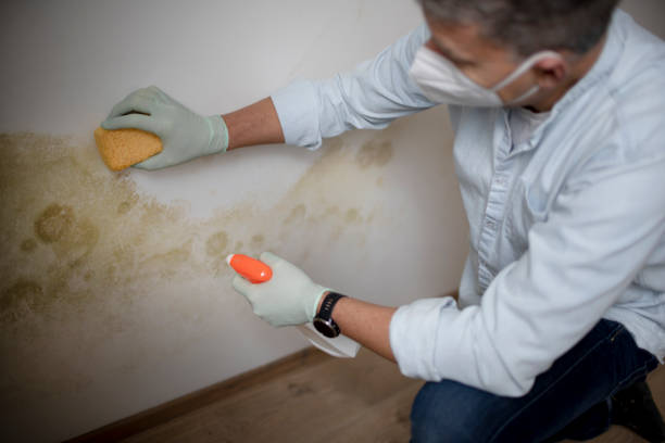 Best Mold Removal Near Me  in Morganville, NJ