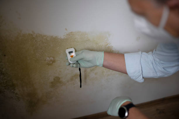 Best Mold Remediation Services  in Morganville, NJ