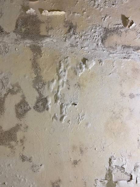 Best Residential Mold Removal  in Morganville, NJ