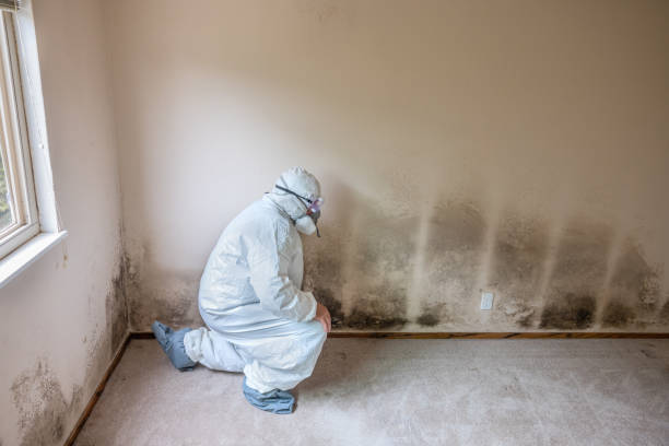 Best Fast Mold Removal  in Morganville, NJ