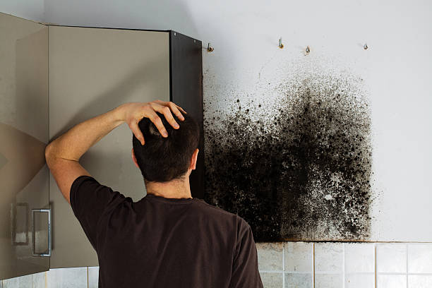 Best Mold Damage Repair  in Morganville, NJ