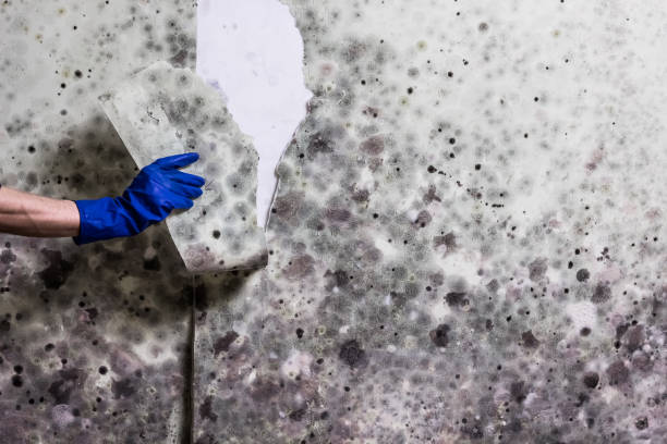 Home Mold Removal in Morganville, NJ